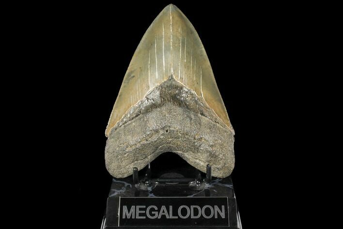 Serrated, Fossil Megalodon Tooth - South Carolina #134277